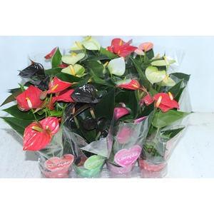 ANTHURIUM VARIADO P09