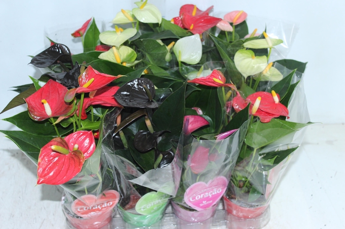 <h4>ANTHURIUM VARIADO P09</h4>
