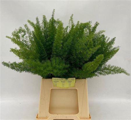 <h4>Asp Dens Myers</h4>