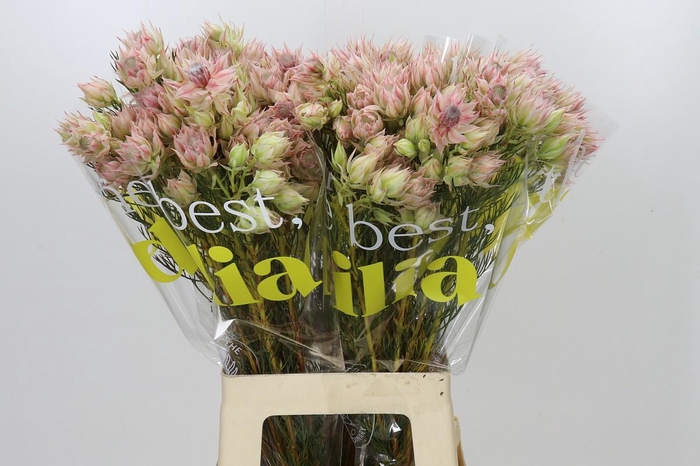 <h4>Blushing Bride Bridal Pink</h4>
