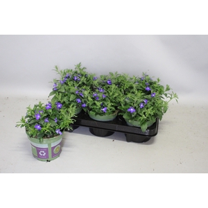 Lobelia Blue eye