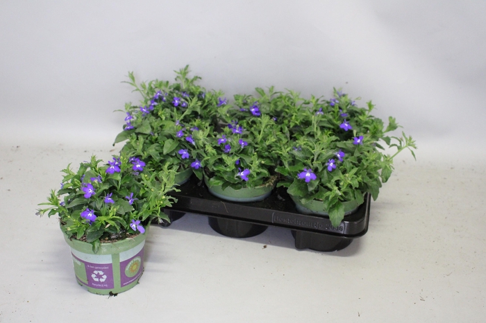 <h4>Lobelia Blue eye</h4>