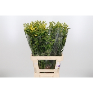 Lysimachia Vulgaris