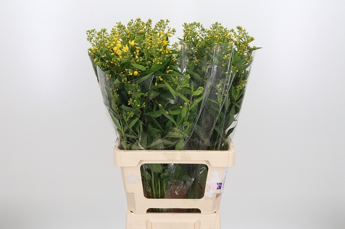 <h4>Lysimachia Vulgaris</h4>