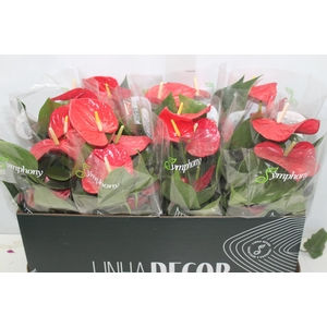 ANTHURIUM MINNESOTA P15 PREMIUM