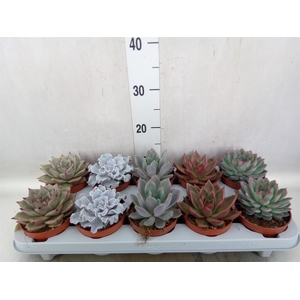 Echeveria   ...mix