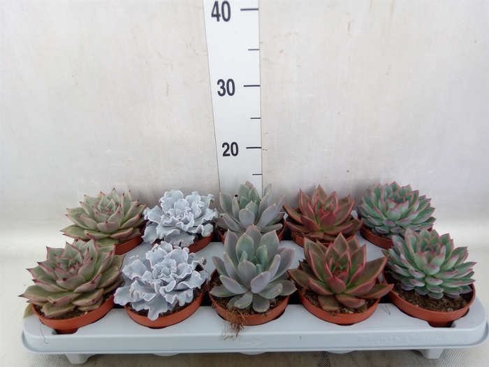 Echeveria   ...mix