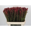 Leucadendron Safari Sunset