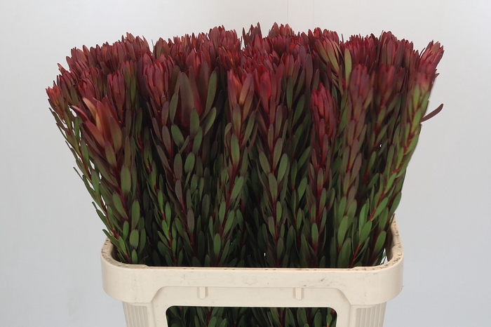 <h4>Leucadendron Safari Sunset</h4>
