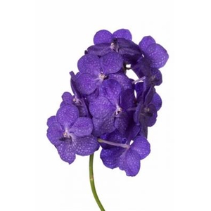 VANDA TAYAN M D BLUE