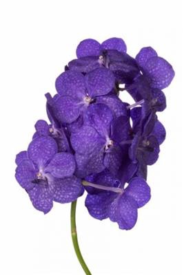 <h4>VANDA TAYAN M D BLUE</h4>