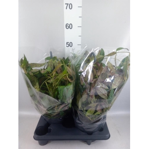 Aeschynanthus marmoratus