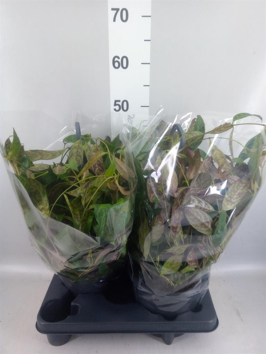 <h4>Aeschynanthus marmoratus</h4>