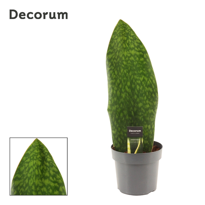 <h4>Sansevieria Masoniana 17 cm Green (Decorum)</h4>