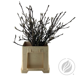 Magnolia Grandiflora Per Bos 50cm