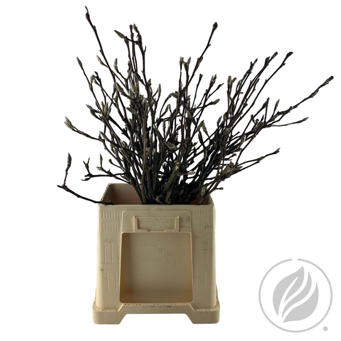 <h4>Magnolia Grandiflora Per Bos 50cm</h4>