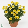 Argyranthemum  'Madeira Crest Yell'