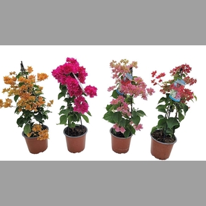 BOUGAINV ALEXANDRA