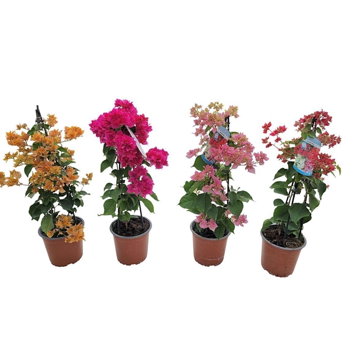 <h4>BOUGAINV ALEXANDRA</h4>