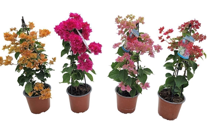 BOUGAINV ALEXANDRA