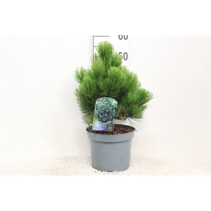 Pinus heldreichii 'Compact Gem' P23 potgekweekt