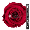 60cm Stem Pin02
