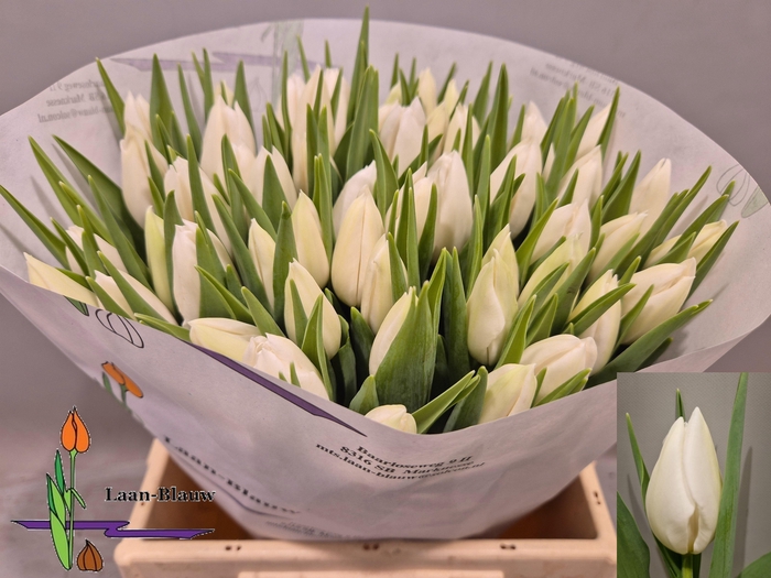 <h4>TU EN POLAR BEAR</h4>