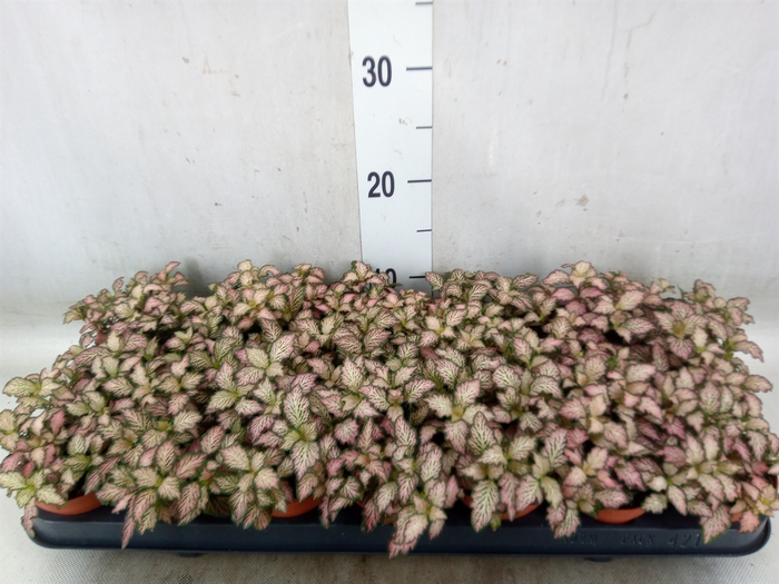 <h4>Fittonia  'Mosaic Zalm Forest Flam'</h4>