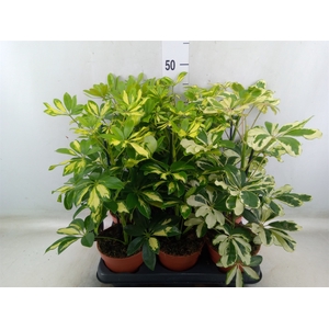Schefflera arbor.   ...