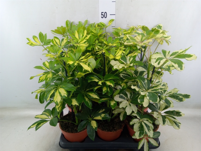 <h4>Schefflera arbor.   ...</h4>