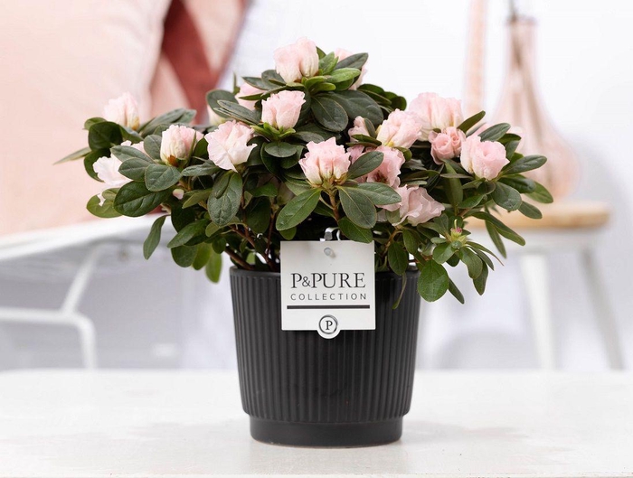 <h4>1st class Azalea pink in P&PURE Liv ceramics matt black</h4>