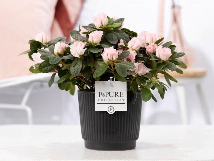 <h4>1st class Azalea pink in P&PURE Liv ceramics matt black</h4>