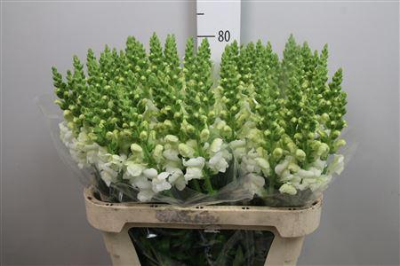 <h4>Antir Antibes White</h4>