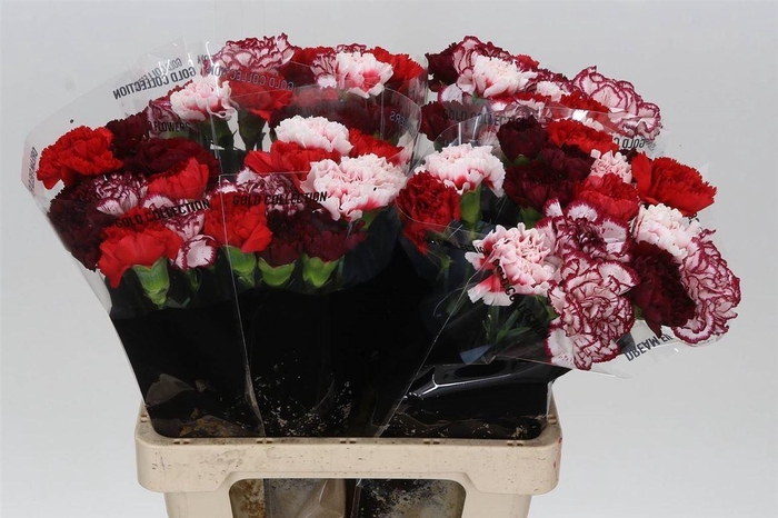 <h4>Anjer Lang Mix Red</h4>