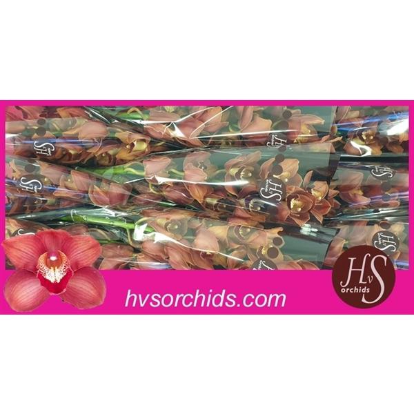 <h4>Cymb T Victoria 60 Cm</h4>