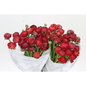 Ranunculus Clooney Sangria