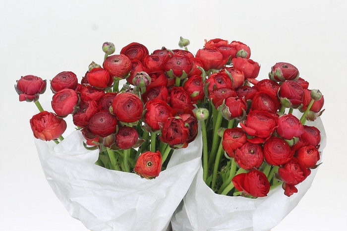 <h4>Ranunculus Clooney Sangria</h4>