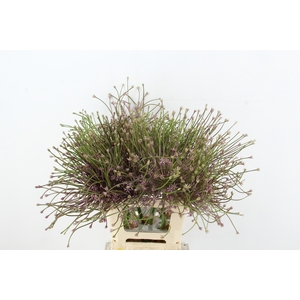 ALLIUM SCHUBERTII