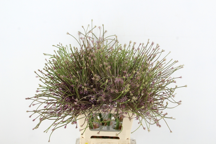 <h4>ALLIUM SCHUBERTII</h4>