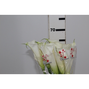 COPO DE LEITE BRANCO 070 CM