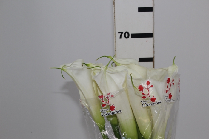 <h4>COPO DE LEITE BRANCO 070 CM</h4>