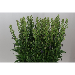 Aconitum Car Arendsii