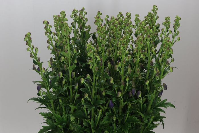 <h4>Aconitum Car Arendsii</h4>
