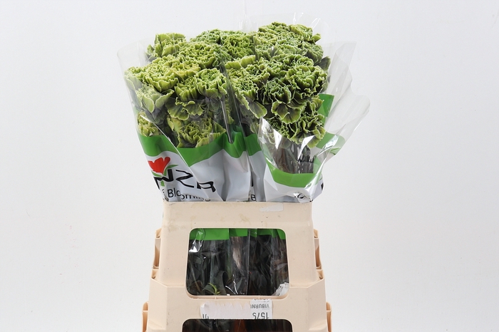 <h4>Di St Tinted GothicGreen</h4>