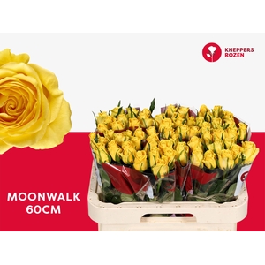 R GR MOONWALK 60 (YOUNG)