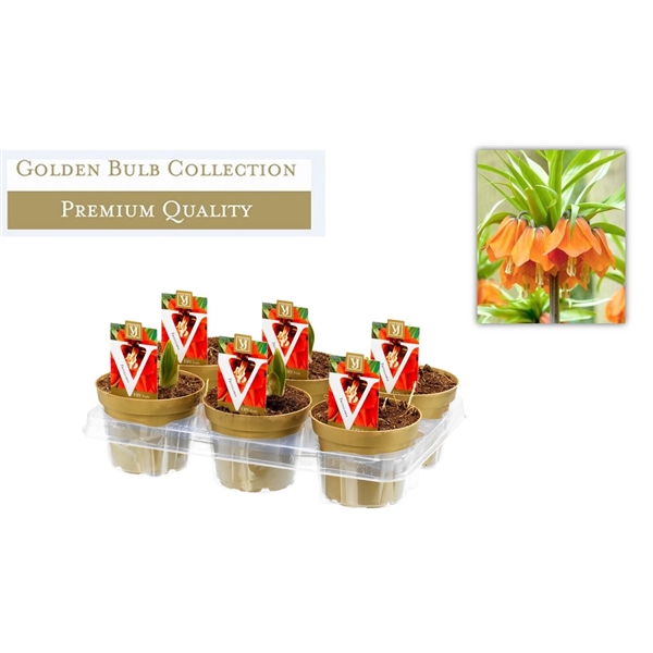 <h4>Fritillaria imp</h4>