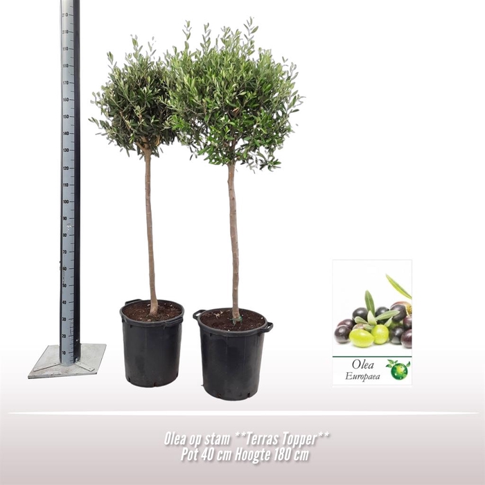 <h4>Olea europaea</h4>