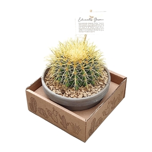 ECHINOCACTUS GRUSONII - TERRACOTTA BOWL Ø 15 IN CARDBOARD BOX 15X15 CM (CACTUS)