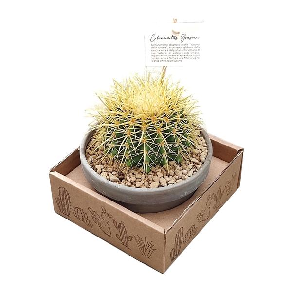 <h4>ECHINOCACTUS GRUSONII - TERRACOTTA BOWL Ø 15 IN CARDBOARD BOX 15X15 CM (CACTUS)</h4>