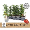 Tomatenplanten
